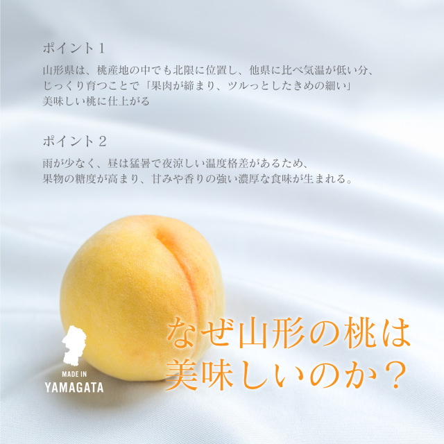 マンゴーピーチと呼ばれる濃厚な甘みが特徴の山形産の黄桃が新登場！