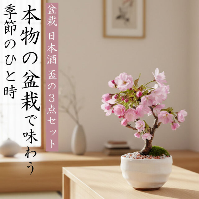日本酒、盆栽セット