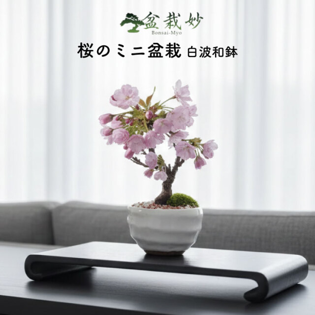 日本酒、盆栽セット