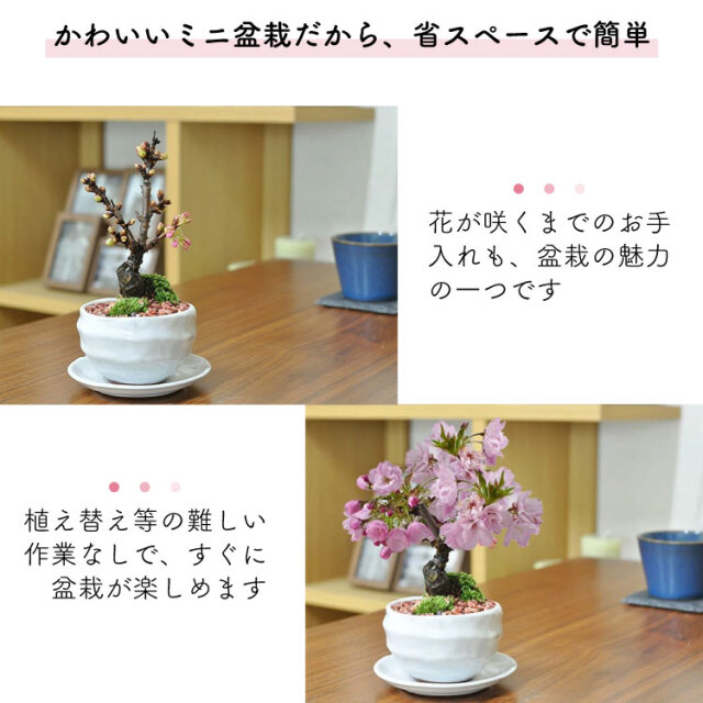 母の日ギフト おうちで お花見 梅酒と盆栽セット