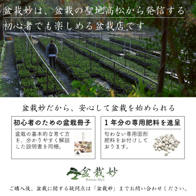 日本酒、盆栽セット
