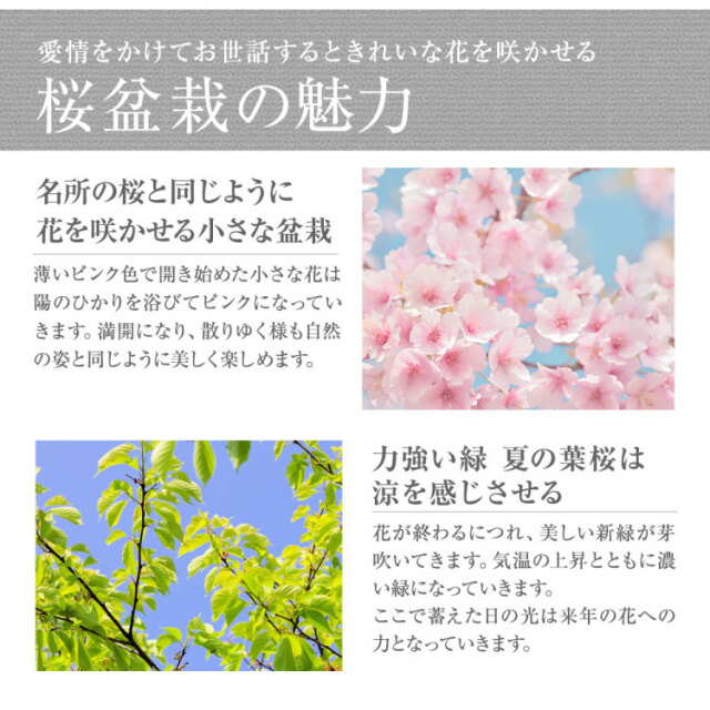 日本酒、盆栽セット