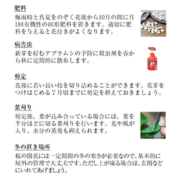 日本酒、盆栽セット
