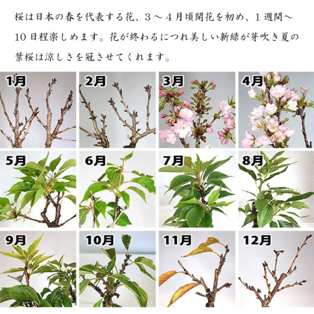 日本酒、盆栽セット