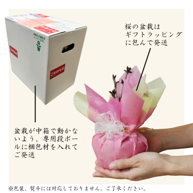 母の日ギフト おうちで お花見 梅酒と盆栽セット