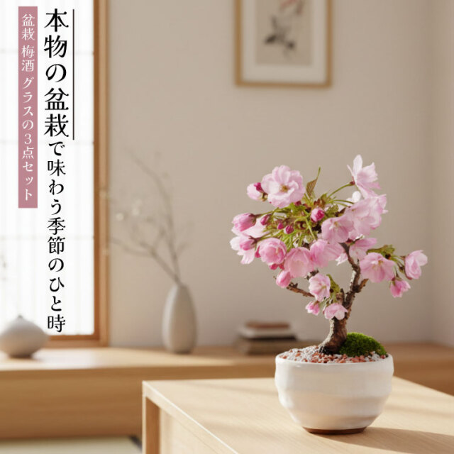 梅酒、盆栽セット
