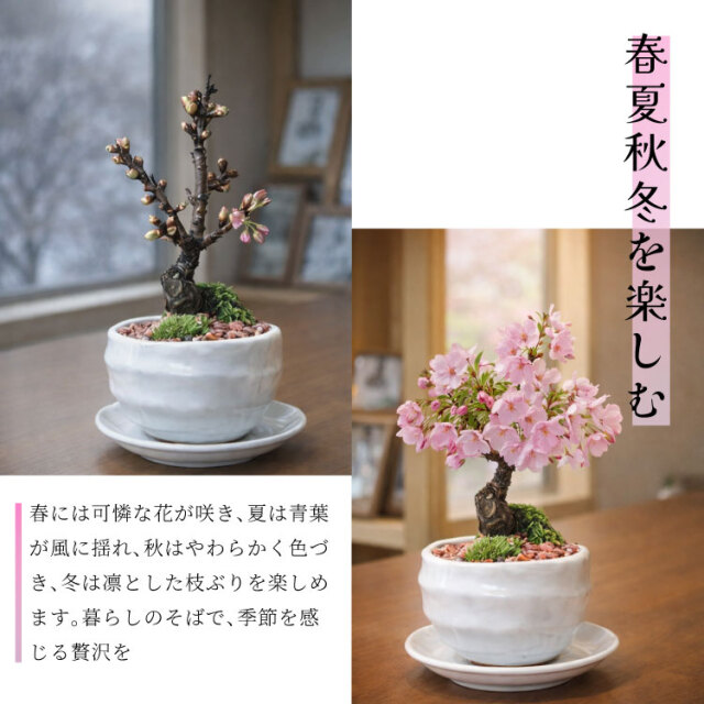 母の日ギフト おうちで お花見 梅酒と盆栽セット