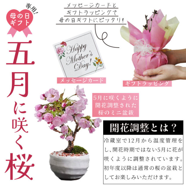 母の日ギフト おうちで お花見 梅酒と盆栽セット