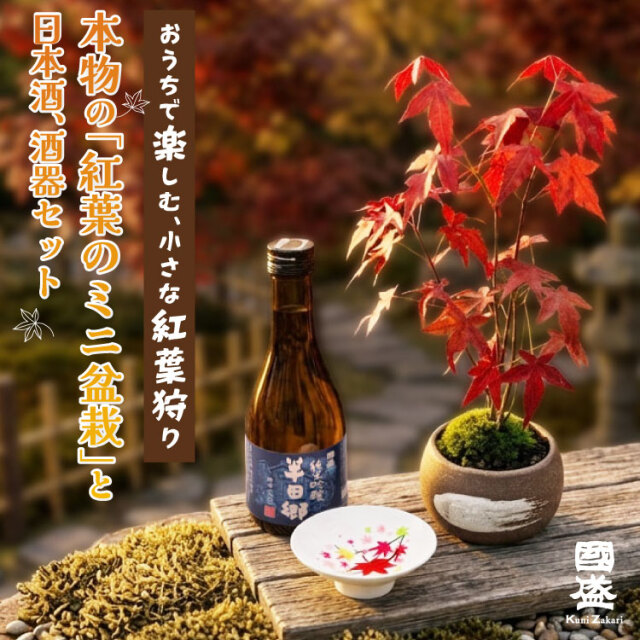 紅葉、盆栽セット