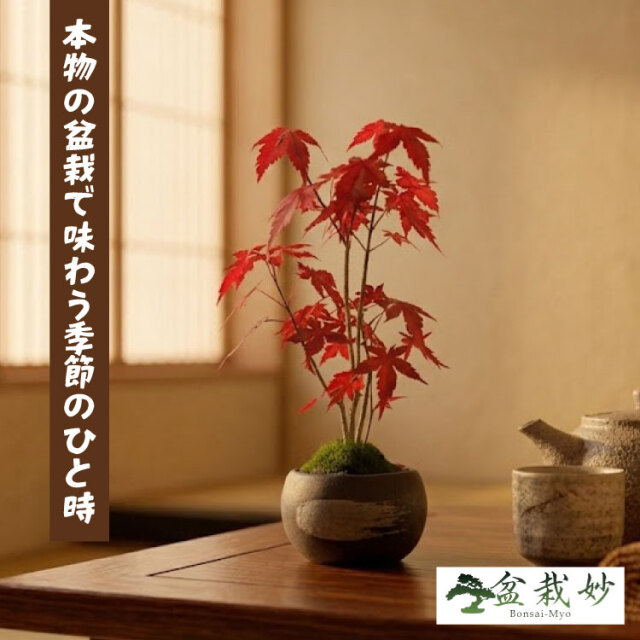 紅葉、盆栽セット