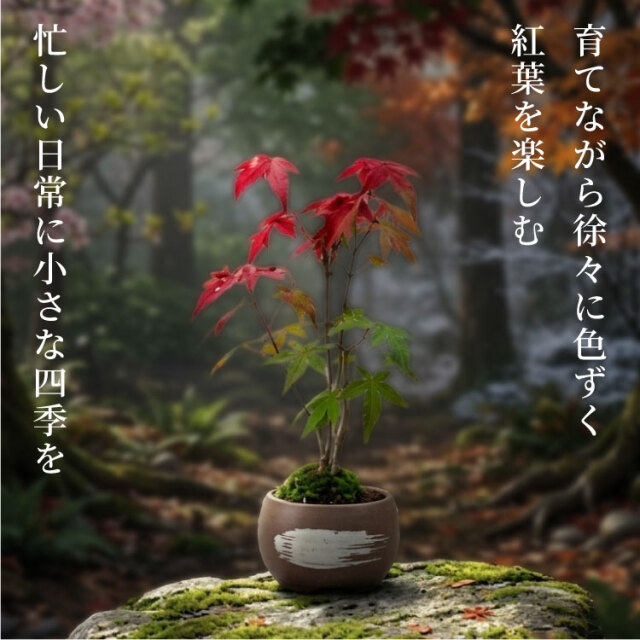 盆栽　もみじ