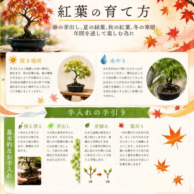 紅葉、盆栽セット