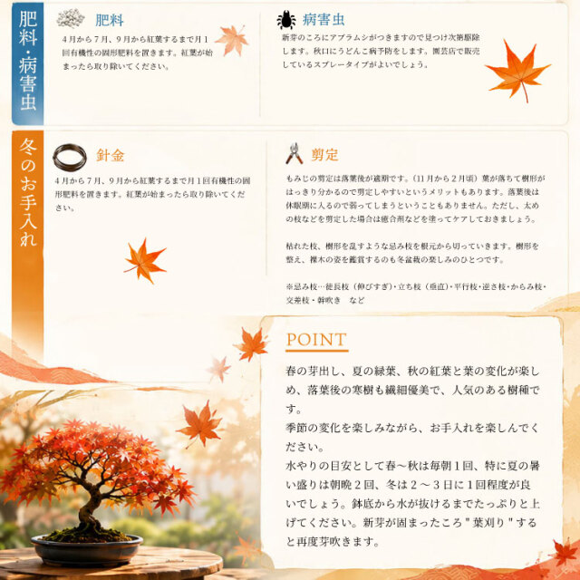 紅葉、盆栽セット