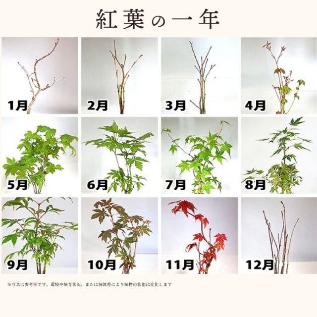 紅葉、盆栽セット