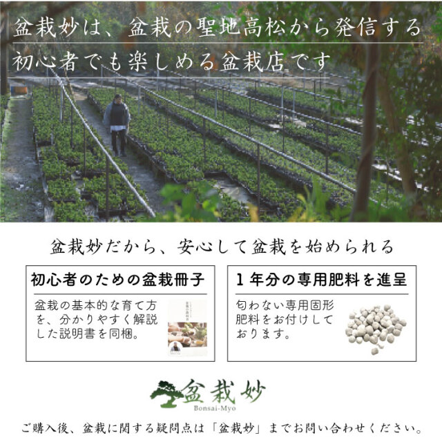 紅葉、盆栽セット