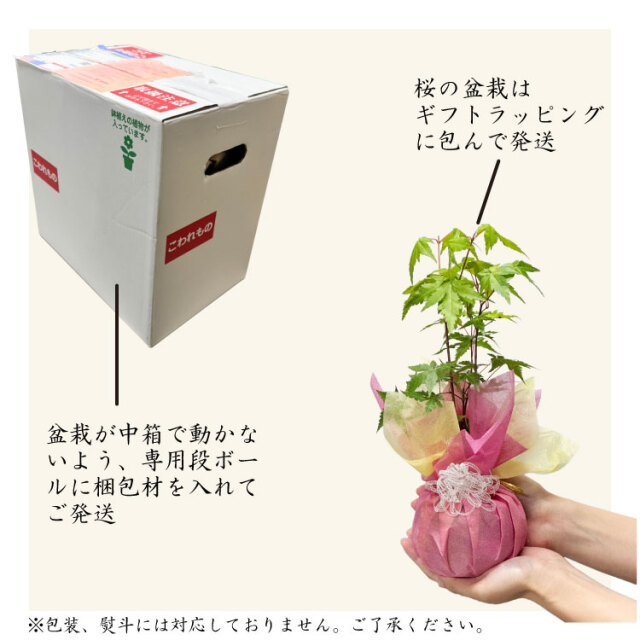 紅葉、盆栽セット