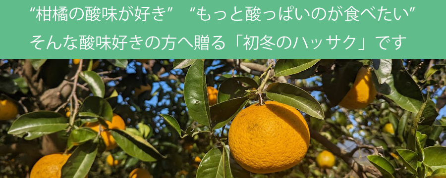 初冬のハッサク