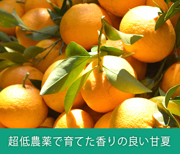 超低農薬で育てた甘夏 ママレードやピール作りにおススメ(2kgまたは5kg)2月~発送 超低農薬で育てた香りの良い甘夏