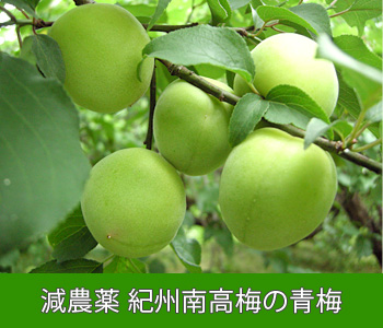 【青梅】 減農薬の紀州南高梅/5kg 減農薬 紀州南高梅の青梅