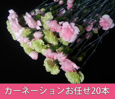 カーネーション 色お任せ合計20本セット 2色以上 カーネーション,色お任せ,花束,20本