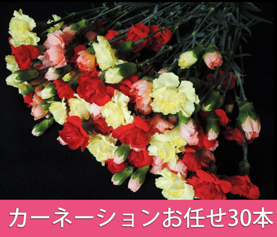 カーネーション 色お任せ合計30本セット 3色以上 カーネーション,色お任せ,花束,30本