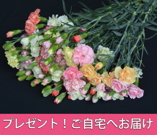 プレゼント!!カーネーション栽培終了につき、藏光農園のお客様限定でご自宅にお届け。送料のみ必要。ラッピングなし 会員限定