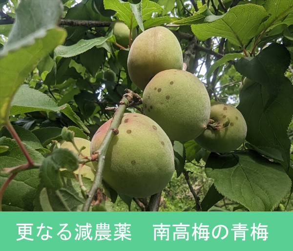 さらなる減農薬で育てた紀州南高梅の青梅、本場和歌山から収穫後すぐに
