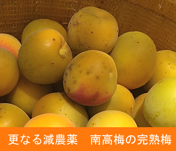 さらなる減農薬で育てた紀州南高梅の完熟梅、本場和歌山から収穫後すぐ