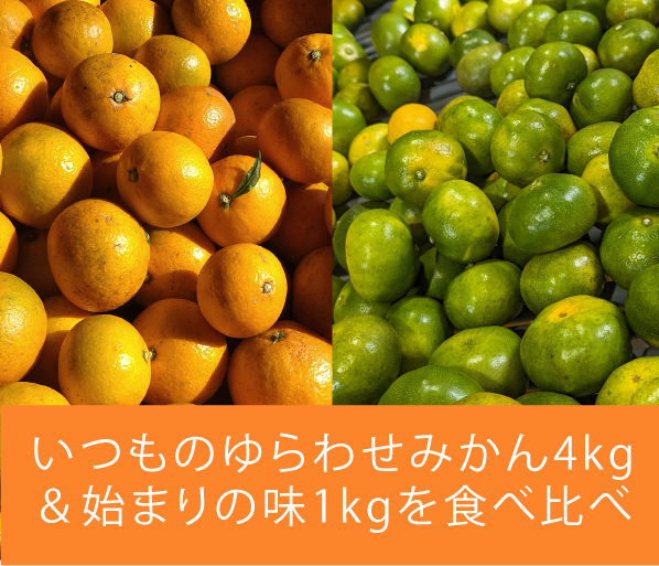 ゆらわせみかん 4kg+若木1kg】希少種の「ゆら早生」 ゆらわせみかん 4kg+若木1kg】希少種の「ゆら早生」