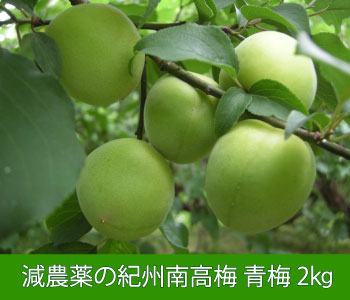 【青梅】 減農薬の紀州南高梅/2kg 紀州南高梅,2kg