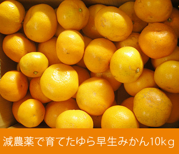 ゆら早生みかん10kg