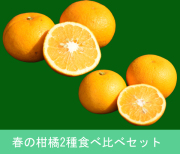 春の柑橘食べ比べ