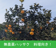 無農薬ハッサク