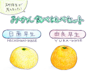 研修生が考えました藏光農園みかん食べ比べセット