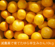 ゆら早生みかん10kg