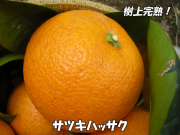 樹上完熟、サツキハッサク
