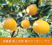減農薬 樹上完熟 春のさつきハッサク