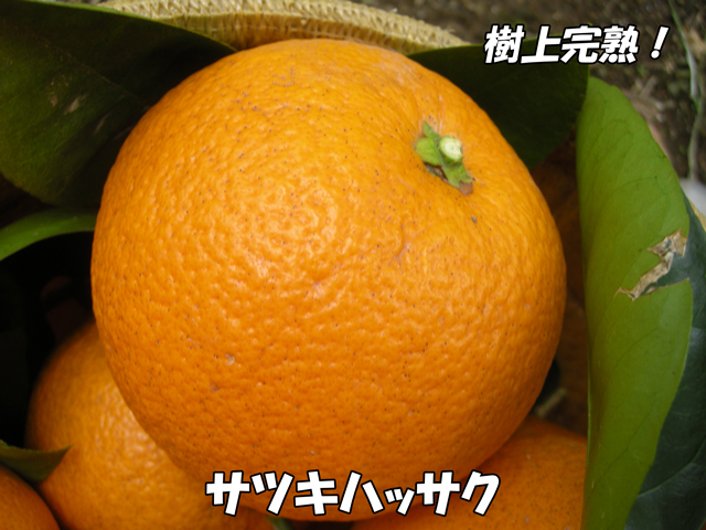 樹上完熟、サツキハッサク