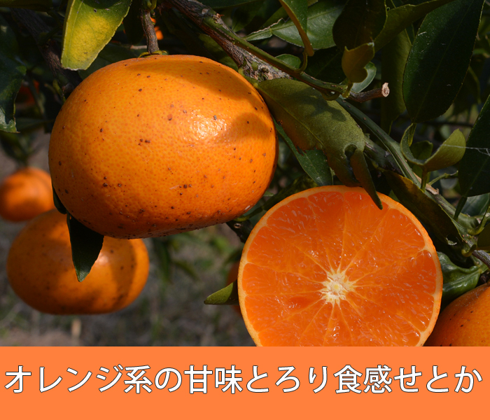 せとか