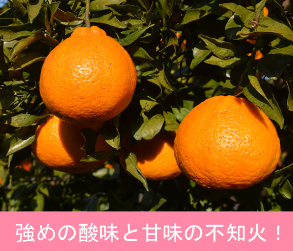 不知火,デコポン,しらぬい