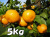 みかん５ｋｇ