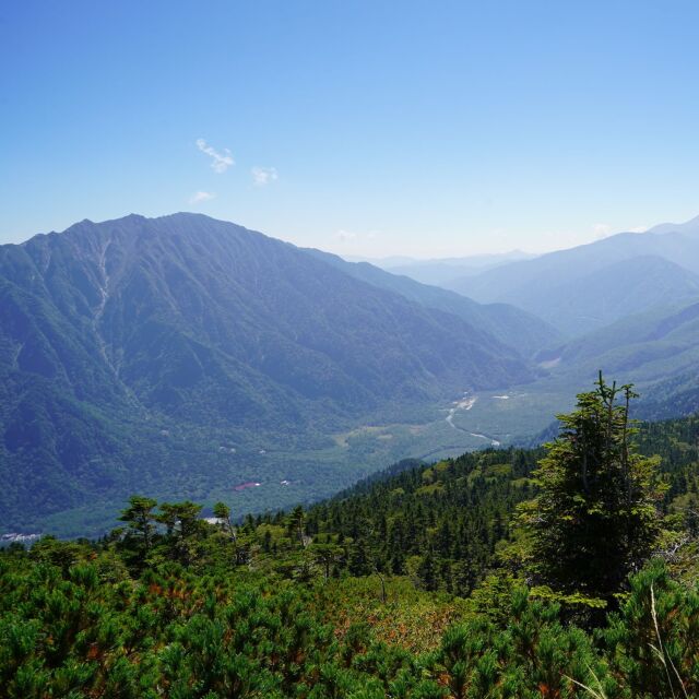 日本の自然林から採取した枝葉と山の伏流水の地下水で水蒸気蒸留した