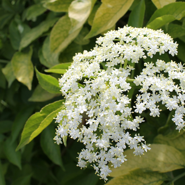 エルダーフラワーティーは、花粉の気になる季節や風邪の流行る季節
