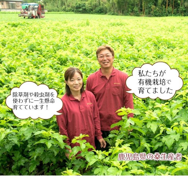 有機桑葉顆粒青汁生産者画像２