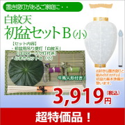 盆提灯