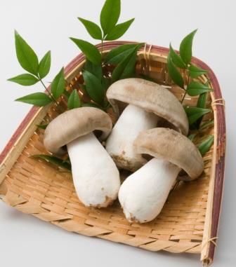 大黒京しめじ