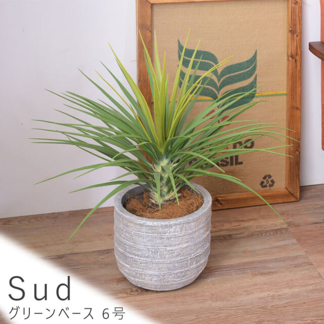 Sud（セド）　グリーンベース 6号