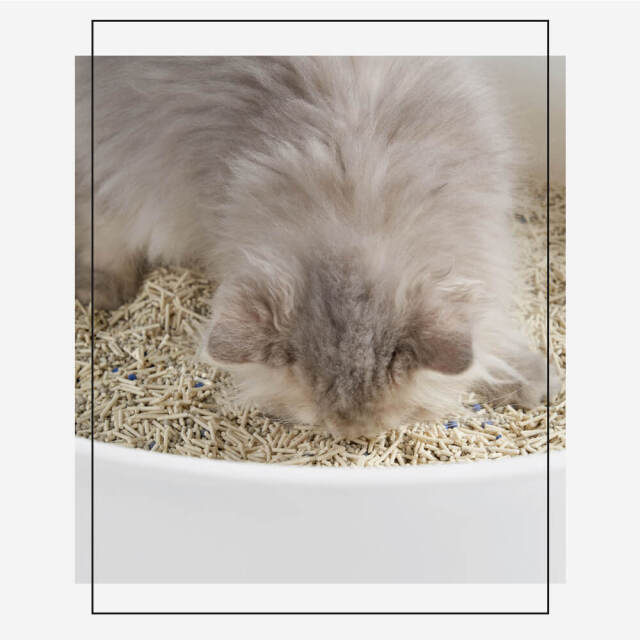 猫砂