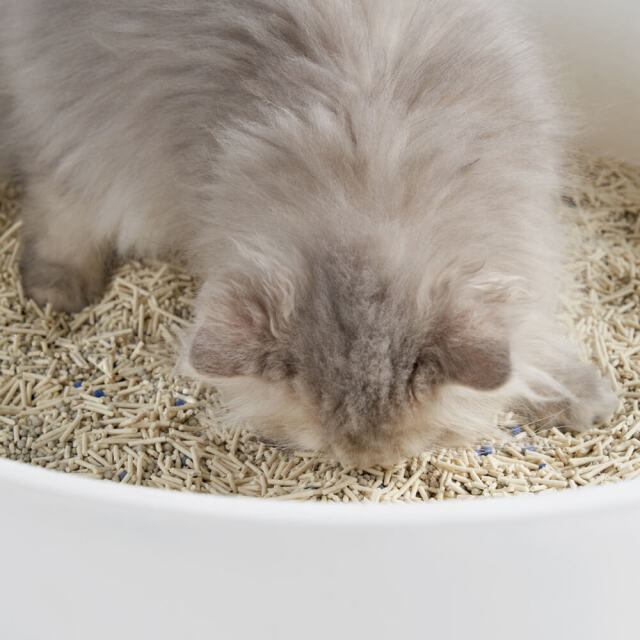 猫砂