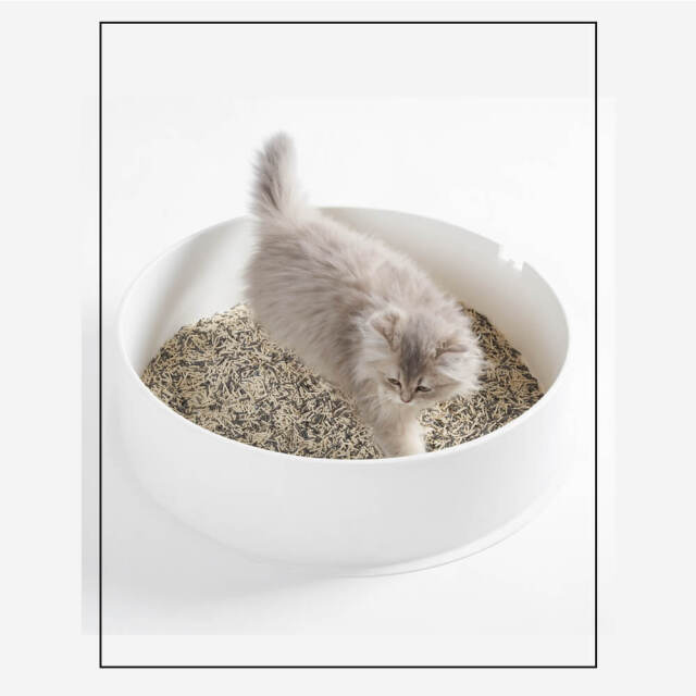 猫砂